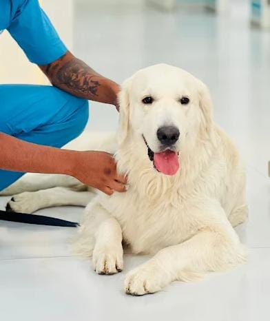 Santa Fe Pet Relocation Gurugram